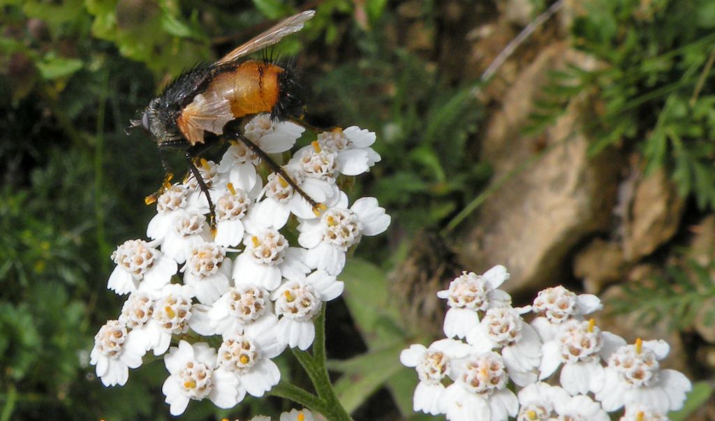 Se  un Tachinidae...